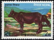 [Domestic Animals, type FN]