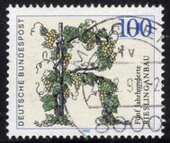 [The 500th Anniversary of the Viticulture of Riesling, tip ATT]