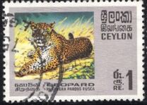 [Wildlife, Scrivi GE]