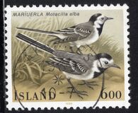 [Birds, type OZ]