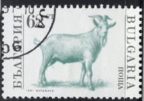 [Domestic Animals, type EKI]