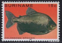 [Tropical Fish, type ANO]