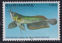 [Tropical Fish, type ANN]
