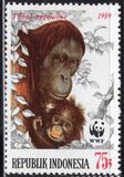 [Endangered Animals - The Orangutan, type AXB]