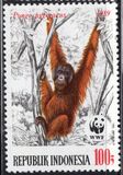 [Endangered Animals - The Orangutan, type AXC]