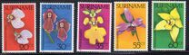 [Surinam Orchids, Typ AHN]