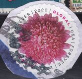 [Flowers - Chrysanthemum, प्रकार IHU]