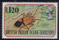 [Insects, Tipi BT]