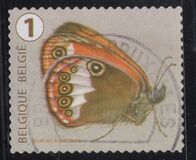 [Butterflies, Tipi XLI]
