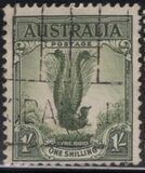 [Superb Lyrebird, Typ N]