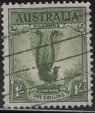 [Superb Lyrebird, Typ N]