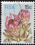 [Flora - Protea Plants, tyyppi PQ]