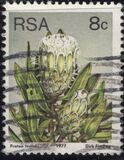 [Flora - Protea Plants, tyyppi PN]