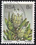 [Flora - Protea Plants, tyyppi PN]