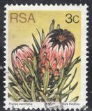 [Flora - Protea Plants, tyyppi PI]