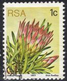 [Flora - Protea Plants, tyyppi PG]