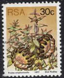 [Flora - Protea Plants, tyyppi PT]