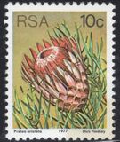 [Flora - Protea Plants, tyyppi PP]