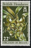 [Orchids of Belize, type EA]