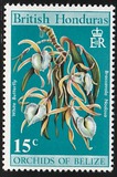 [Orchids of Belize, type DZ]