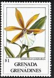 [Orchids, Typ BCA]