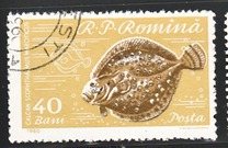 [Fish, タイプ BTR]