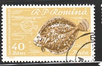 [Fish, タイプ BTR]