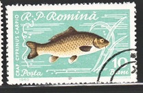 [Fish, タイプ BTP]