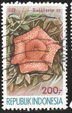[Flowers, type AWX]