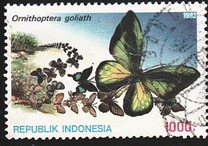 [Opening Ceremony of the Insectarium in Jakarta, Вид BDL]
