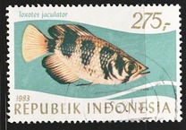 [Tropical Fish, տեսակ AQK]