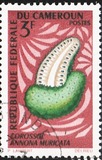 [Fruits, Tipe HC]