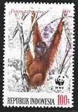[Endangered Animals - The Orangutan, typ AXC]