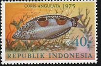 [Fish, type AFF]