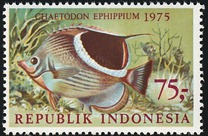 [Fish, type AFG]