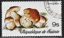 [Fungi, Вид RJ]