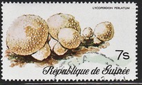 [Fungi, Вид RI]