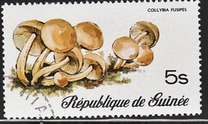 [Fungi, Вид RH]