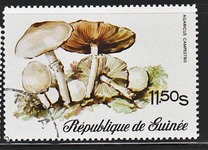 [Fungi, Вид RL]