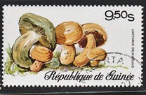 [Fungi, type RK]