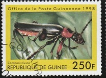 [Beetles from Around the World, Tipi BDI]