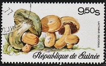 [Fungi, type RK]