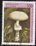 [Fungi, tegund ASV]