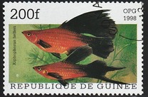 [Popular Aquarium Fish, type BDA]
