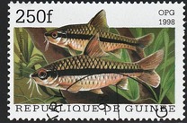 [Popular Aquarium Fish, type BDB]