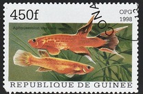 [Popular Aquarium Fish, type BDE]