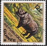 [Wild Animals, Tipi QD]