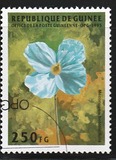 [Flowers, Scrivi AQL]