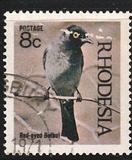 [Native Birds, type CU]