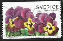 [Flowers - Pansies, type CGM]